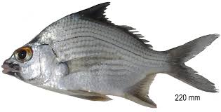 Image result for Eugerres plumieri