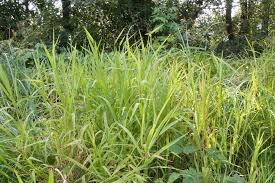 Attēlu rezultāti vaicājumam “Leersia oryzoides”