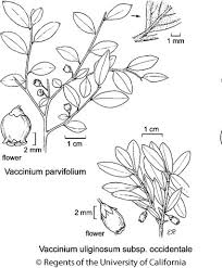 Attēlu rezultāti vaicājumam “Vaccinium uliginosum bud”
