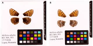 Attēlu rezultāti vaicājumam “Mellicta athalia underside”