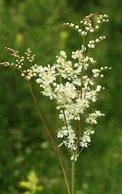 Image result for Filipendula vulgaris