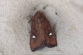 Attēlu rezultāti vaicājumam “Celaena leucostigma”