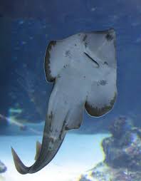 Image result for Glaucostegus cemiculus