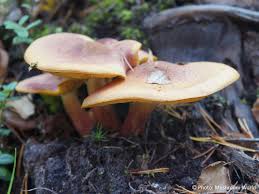 Attēlu rezultāti vaicājumam “Tricholomopsis rutilans”