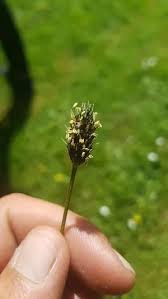 Attēlu rezultāti vaicājumam “Carex appropinquata fruit”