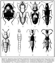Attēlu rezultāti vaicājumam “Scaphisoma sp.”