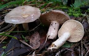 Attēlu rezultāti vaicājumam “Lactarius”