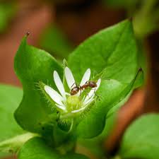 Attēlu rezultāti vaicājumam “Stellaria longifolia flower”