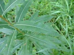 Attēlu rezultāti vaicājumam “Epilobium angustifolium leaf”
