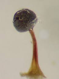 Attēlu rezultāti vaicājumam “Physarum gravidum macro”