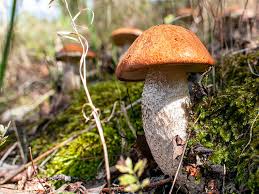 Attēlu rezultāti vaicājumam “Leccinum vulpinum”