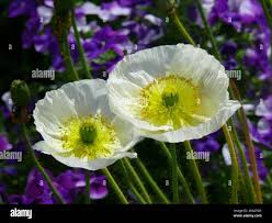 Image result for Alpenmohn
