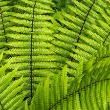 Attēlu rezultāti vaicājumam “Dryopteris”