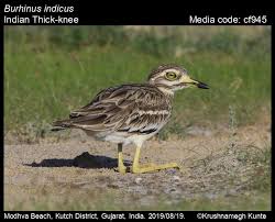 Image result for Burhinus oedicnemus