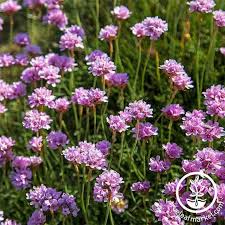 Attēlu rezultāti vaicājumam “Armeria vulgaris flower”