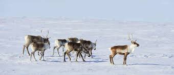 Attēlu rezultāti vaicājumam “Thecabius affinis imago”