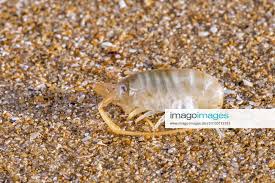 Attēlu rezultāti vaicājumam “Talitrus saltator”