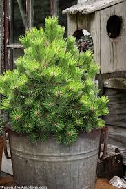 Attēlu rezultāti vaicājumam “Pinus nigra”