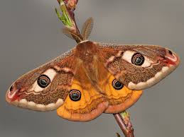 Attēlu rezultāti vaicājumam “Saturnia pavonia”