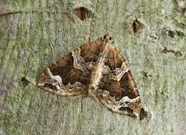 Attēlu rezultāti vaicājumam “Eulithis prunata”