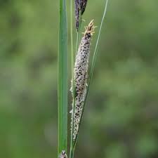 Attēlu rezultāti vaicājumam “Carex acuta”