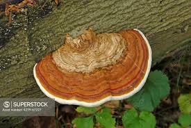 Attēlu rezultāti vaicājumam “Fomes fomentarius”