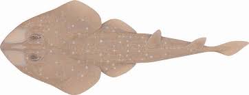 Image result for Pseudobatos lentiginosus