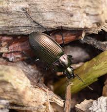 Attēlu rezultāti vaicājumam “Poecilus cupreus”