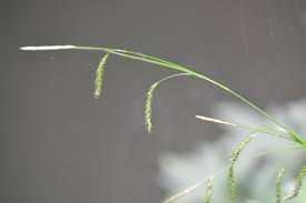 Attēlu rezultāti vaicājumam “Carex sylvatica fruit”