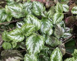 Attēlu rezultāti vaicājumam “Lamiastrum galeobdolon bud”