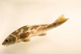 Image result for Menticirrhus saxatilis