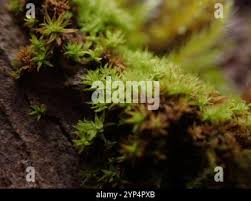 Attēlu rezultāti vaicājumam “Zygodon rupestris”