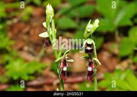 Attēlu rezultāti vaicājumam “Ophrys insectifera flower”