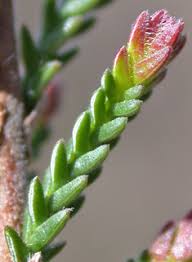 Attēlu rezultāti vaicājumam “Calluna vulgaris leaf”