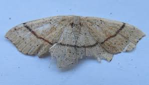 Attēlu rezultāti vaicājumam “Cyclophora punctaria”