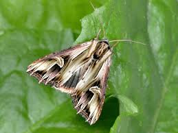 Attēlu rezultāti vaicājumam “Actinotia polyodon”