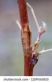 Attēlu rezultāti vaicājumam “Lasioptera rubi”