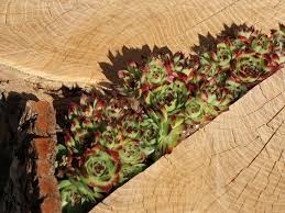 Image result for echtes Hauswurz