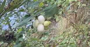 Attēlu rezultāti vaicājumam “Symphoricarpos albus fruit”
