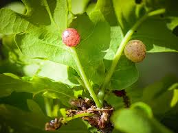 Attēlu rezultāti vaicājumam “Cynips quercusfolii”