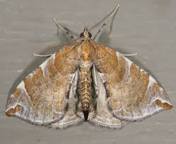 Attēlu rezultāti vaicājumam “Eulithis sp.”