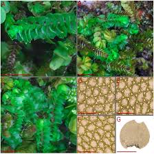 Attēlu rezultāti vaicājumam “Lophozia longidens”