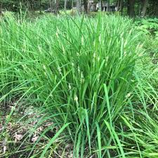 Attēlu rezultāti vaicājumam “Carex x bakkeriana”