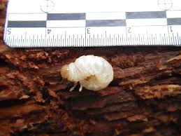 Attēlu rezultāti vaicājumam “Ceruchus chrysomelinus larva”