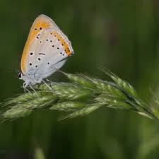 Attēlu rezultāti vaicājumam “Lycaena dispar underside”