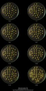 Attēlu rezultāti vaicājumam “Physarum orbis macro”