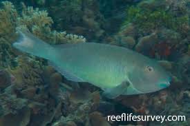 Image result for Sparisoma amplum