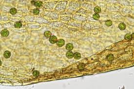 Attēlu rezultāti vaicājumam “Pylaisia polyantha”