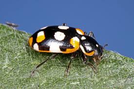 Attēlu rezultāti vaicājumam “Coccinellidae”