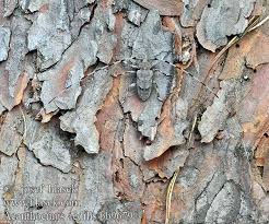 Attēlu rezultāti vaicājumam “Acanthocinus aedilis”